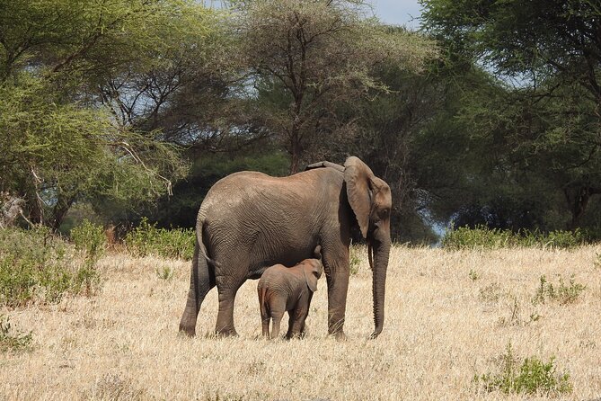 6 Days Private Safari with Mid-range Lodges or Camps - Lake Manyara National Park for Birds, Monkeys, and Tree-Climbing Lions