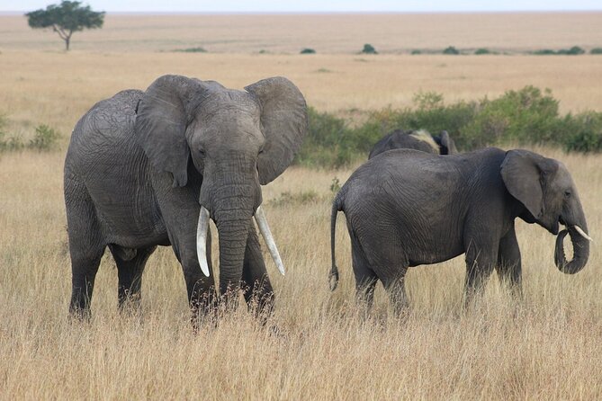6 Days Safari : Manyara, Ngorongoro, Serengeti & Tarangire National Park - Day 2: Ngorongoro Conservation Area, the crater views and 600-meter descent