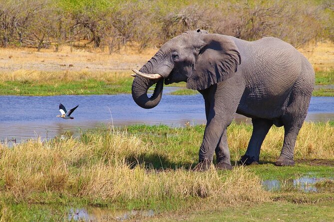 6 Days Safari : Manyara, Ngorongoro, Serengeti & Tarangire National Park - Days 3 and 4: Serengeti National Park, full-day drives plus night by the Nyabogati River