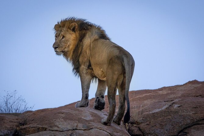 6 Days Safari : Manyara, Ngorongoro, Serengeti & Tarangire National Park - Day 6: Morning and afternoon drives, then back to Moshi/Arusha