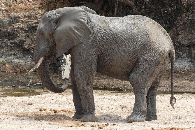 6 Days Safari to Udzungwa Mountain NP, Ruaha NP and Mikumi NP - Three Parks, One Shot at Tanzania’s Wild South