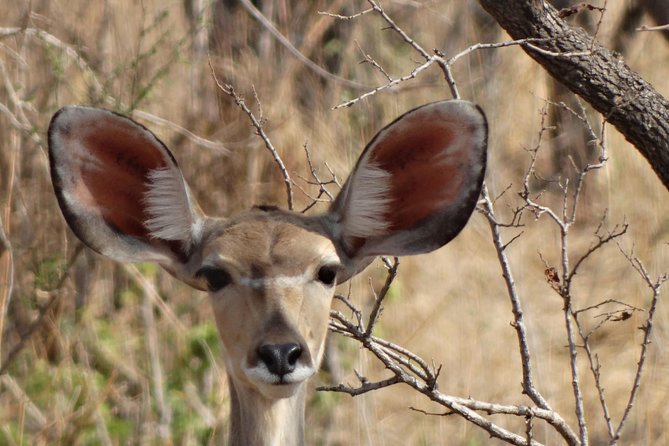 6 Days Safari to Udzungwa Mountain NP, Ruaha NP and Mikumi NP - Ruaha National Park: Big Herds, Rocky Kopjes, and River Life