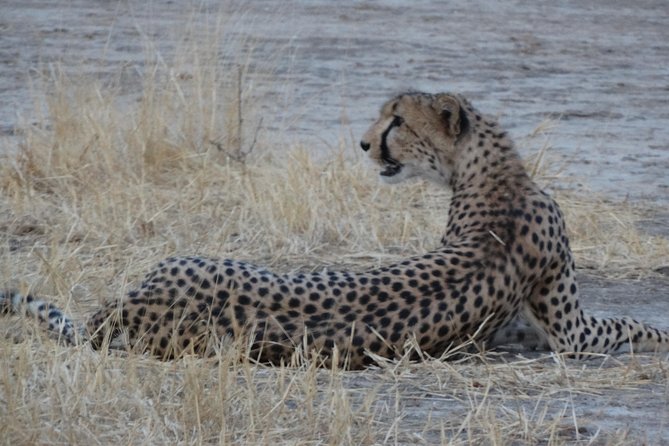 6 Days Safari to Udzungwa Mountain NP, Ruaha NP and Mikumi NP - Mikumi National Park: Ranger-Led Walking Safari on Foot