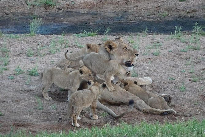 6 Days Safari to Udzungwa Mountain NP, Ruaha NP and Mikumi NP - Driving Days, Game Drives, and How to Stay Comfortable
