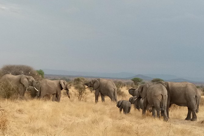 6 Days Safari to Udzungwa Mountain NP, Ruaha NP and Mikumi NP - Guides, Service, and What Past Guests Emphasize