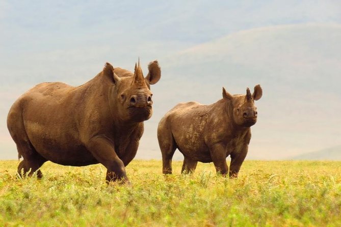6 Days Serengeti Safari(hiking waterfalls &coffee tour) - Day 3 in Serengeti: a stronger rhythm for spotting animals