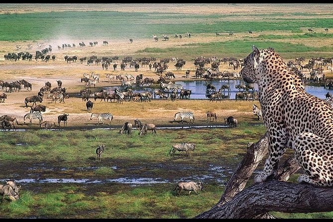 6 Days Serengeti Safari(hiking waterfalls &coffee tour) - Day 4 at Ngorongoro: the 6:15 am rhino hunt