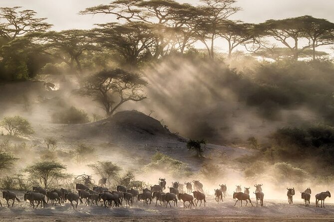 6 Days Serengeti Wildebeest Migration Safari - From JRO to Arusha: the briefing that sets the tone