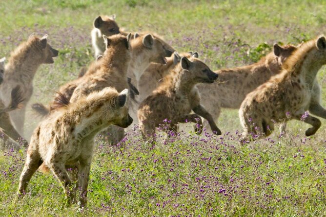 6 Days Serengeti Wildebeest Migration Safari - Second Serengeti day: predators plus the full cast of the Serengeti