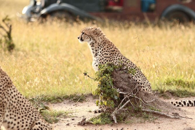 6 Days Serengeti Wildebeest Migration Safari - Ngorongoro Crater: early drives, hippo lake lunch, and Big Five odds
