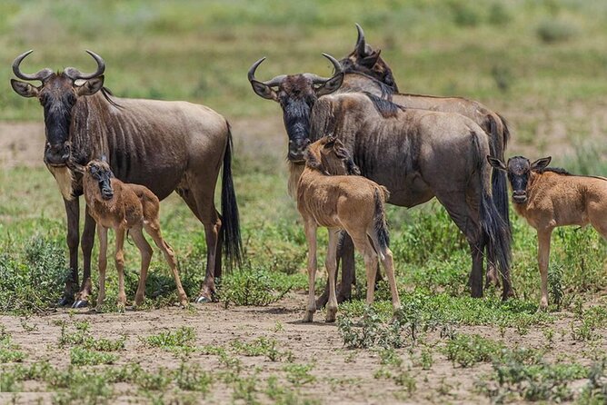 6 Days Serengeti Wildebeest Migration Safari - Price and value: what $2,880 per person really covers