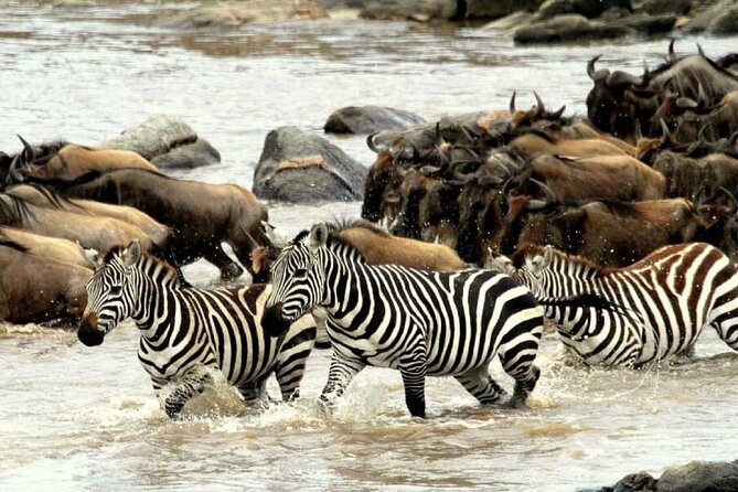 6 Days Serengeti Wildebeest Migration Safari - Logistics you should plan for before you book