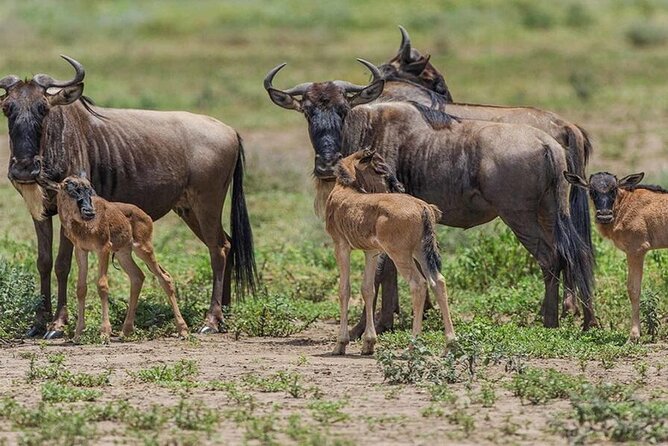 6 Days Serengeti Wildebeest Migration Safari - Serengeti National Park: where migration country turns real