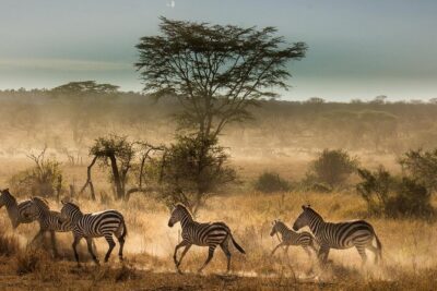 6 Days Tanzania Budget Camping Safari