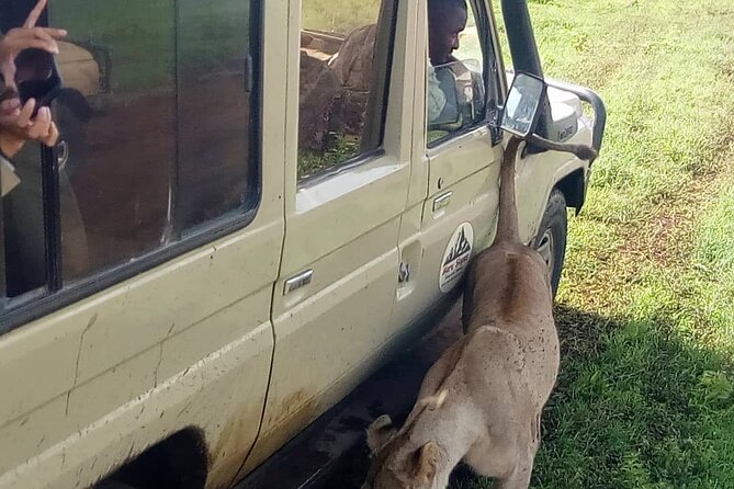 6 Days Tanzania Budget Camping Safari - Ngorongoro crater floor plus Mto Wa Mbu village food and culture on Day 5