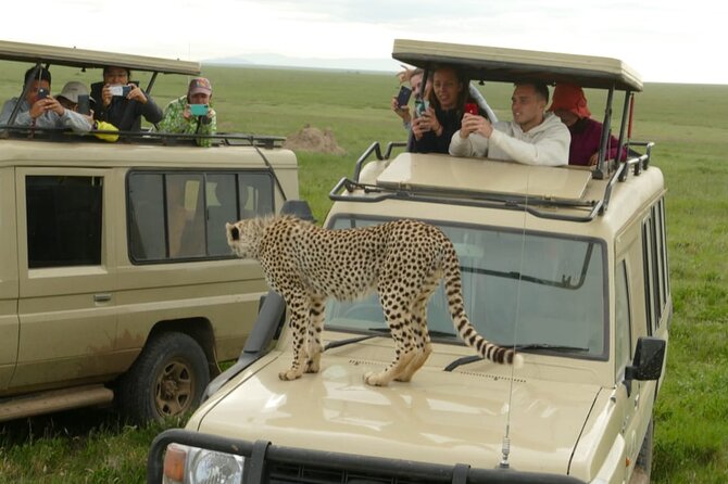 6 Days Tanzania Budget Camping Safari - Lake Manyara Day 6, climbing lions, flamingos, hot spring, and Maasai boma