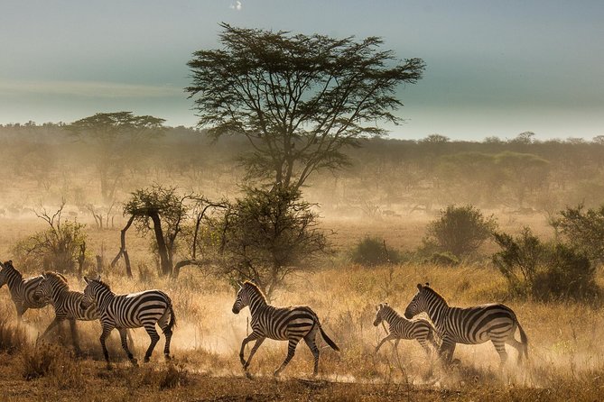 Zebra crossing open grassland under a flat-topped acacia