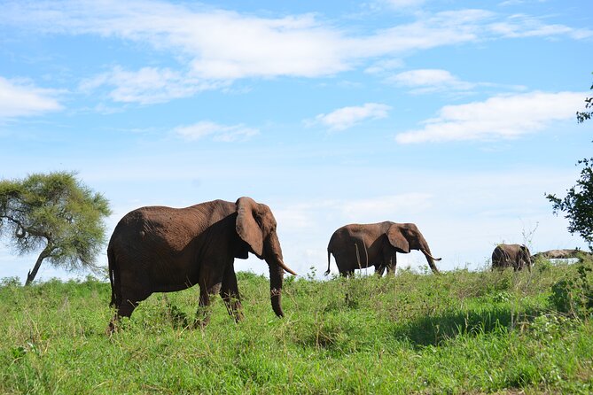 6 days Tanzania budget safari - Serengeti from Seronera: sunset viewing and long, flexible drives