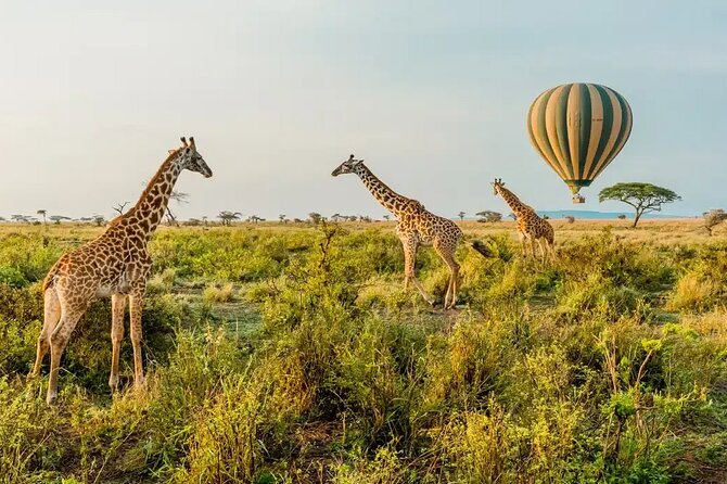 6 Days Tanzania Bush Experience Safari - Key Highlights Worth Planning For