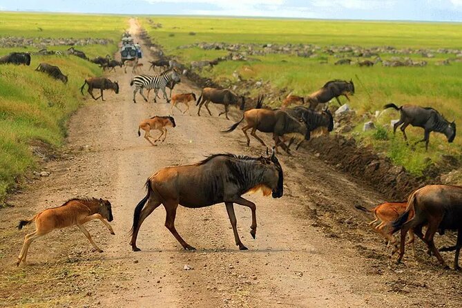 6 Days Tanzania Bush Experience Safari - Serengeti Game Drives from Klein’s Gate and Beyond