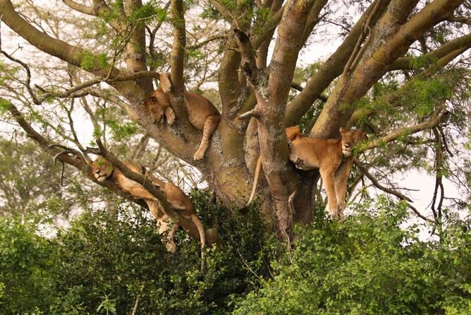 6 Days Tanzania Bush Experience Safari - Tarangire River Safari Day Before Heading Back