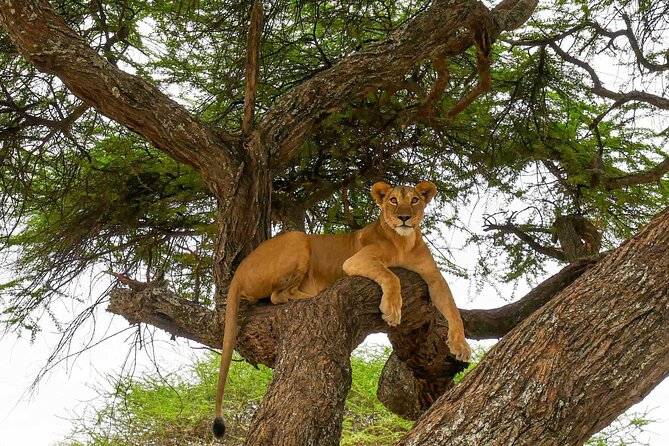 6 Days Tanzania Bush Experience Safari - Camps and Meals: Comfort That Still Feels Like the Bush
