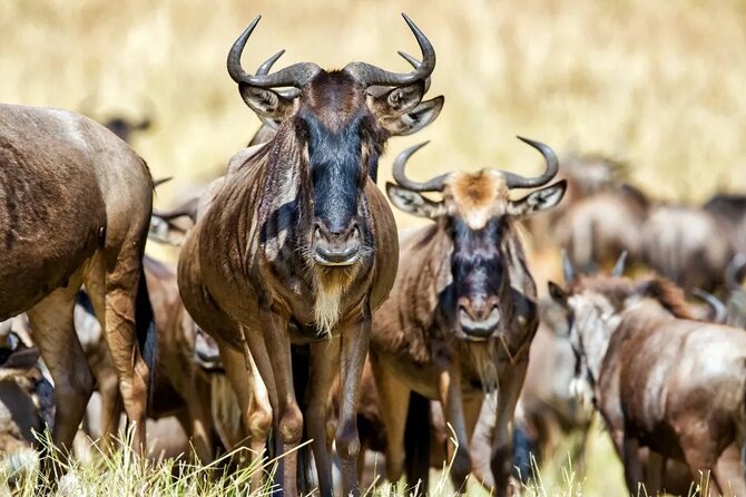 6 Days Tanzania Bush Experience Safari - Price and Value: What $2,900 Gets You, and What to Budget On