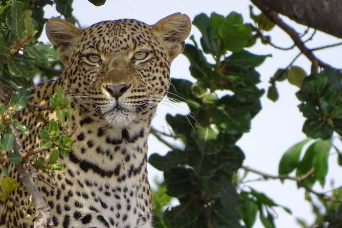 6 Days Tanzania Classic Safari - Arusha Start: Elewana Arusha Coffee Lodge and Your First Safari Setup