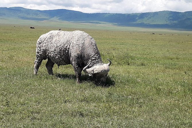 6 Days Tanzania Classic Safari - Serengeti Full-Day Game Drives With Real Seasonal Context