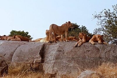 6 Days Tanzania Classic Safari
