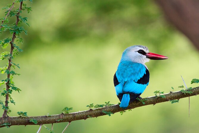 6 Days Tanzania Classic Safari - Serengeti Half-Day and Karatu Overnight at Kitela Lodge