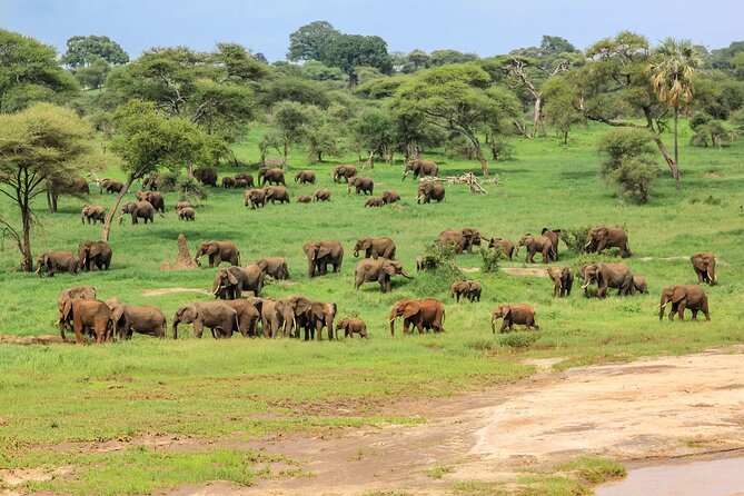 6 Days Tanzania Classic Safari - Lodging Style: Lodges Plus One Tented Camp Night