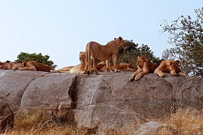 6 Days Tanzania Classic Safari - Tarangire National Park: Baobabs, Elephants, and a Shot at Wild Dog
