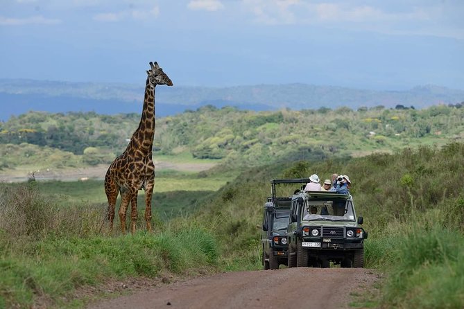 6 Days Tanzania Luxury Safari Tour - Entering Arusha: Your safari starts with transfers, not stress