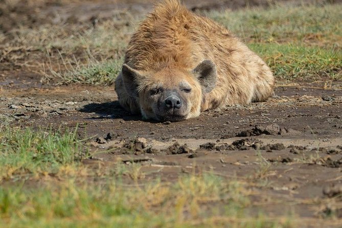 6 Days Tanzania Luxury Safari Tour - Day 5 Full crater tour then Tarangire setup in the evening