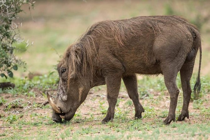 6 Days Tanzania Luxury Safari Tour - Price and value: what $3,923.08 includes, and what you still pay