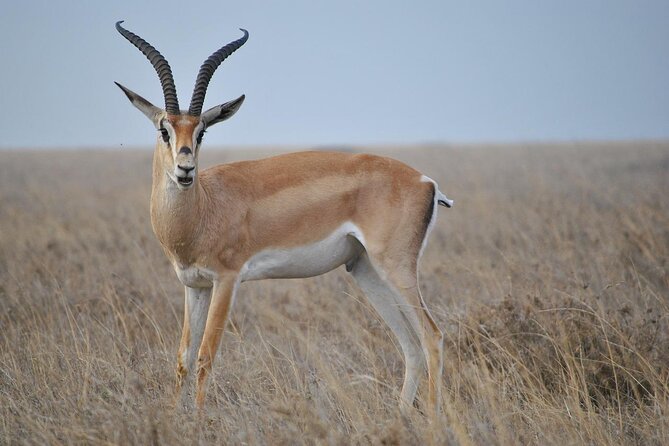 6 Days Tanzania Northern Circuit Safari - Key Things I’d Prioritize on This 6-Day Northern Circuit Safari
