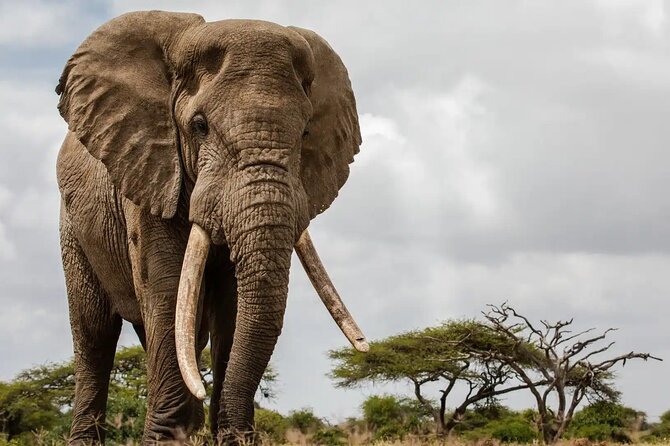 6 Days Tanzania Northern Circuit Safari - Mara River Crossing Day: What You Can Control, What You Can’t