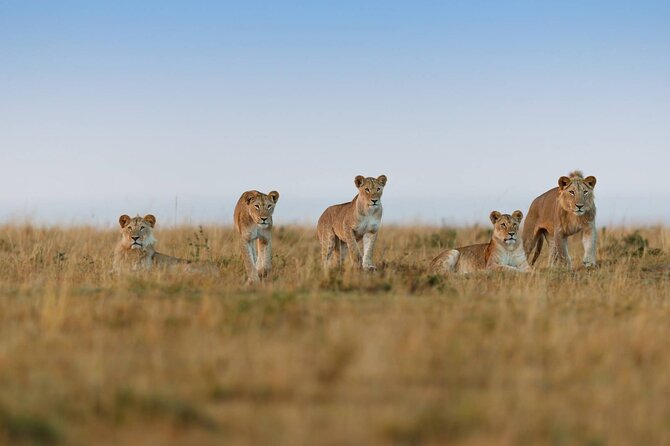 6 Days Tanzania Northern Circuit Safari - Ngorongoro Crater: The Final Game Drive with Maximum Drama