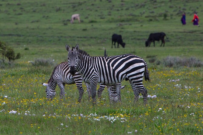 6 Days Tanzania Northern Circuit Safari - Price and Value: Why $5,200 Can Be Either a Deal or a Lesson