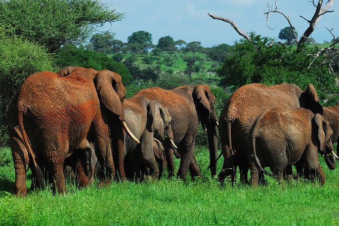 6 Days Tanzania Northern Circuit Safari - Serengeti Days: From Migration Country to River Drama