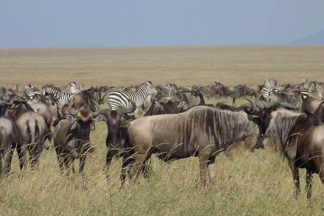 6 Days Tanzania Wildlife Safari Tour - A 6-day Tanzania wildlife safari that actually moves