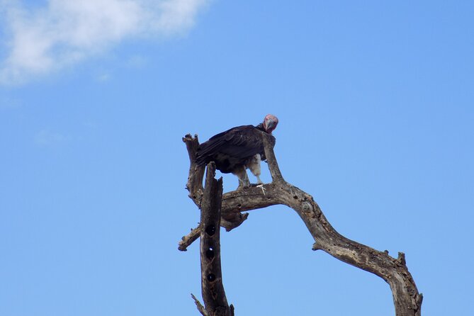 6 Days Tanzania Wildlife Safari Tour - Days 3 and 4: Serengeti National Park camping, the core of the trip