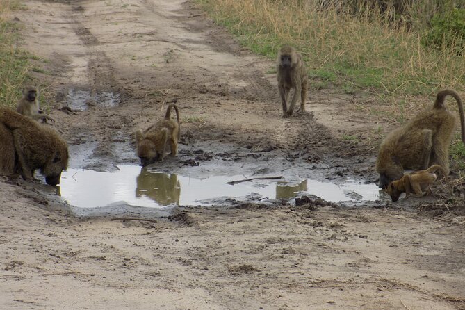 6 Days Tanzania Wildlife Safari Tour - Day 5: Serengeti to Ngorongoro Crater, an active finale day