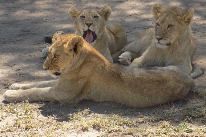 6 Days Tanzania Wildlife Safari Tour - Day 6: Ngorongoro to Arusha and airport, plan for a long travel close