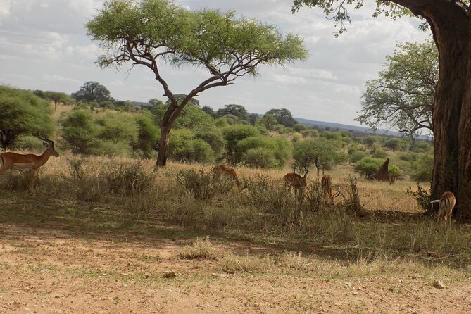 6 Days Tanzania Wildlife Safari Tour - Price and value: what $2,500 gets you in Tanzania terms