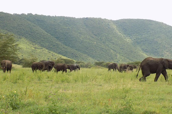 6 Days Tanzania Wildlife Safari Tour - Guide support and the small-group feel (Godson is a big deal)