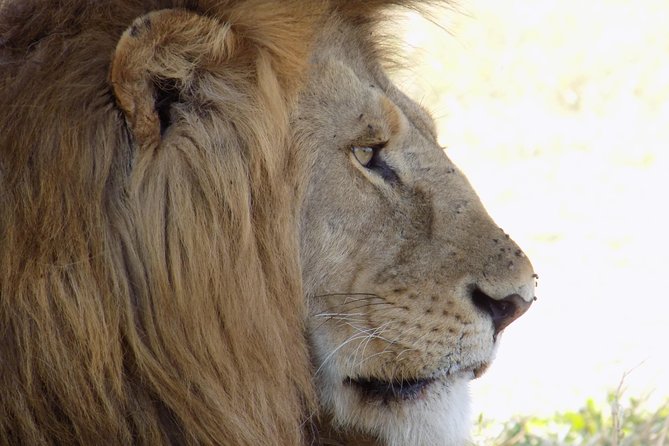 6 Days Tanzania Wildlife Safari Tour - Day 2: Lake Manyara National Park, shorter drive, more breathing room