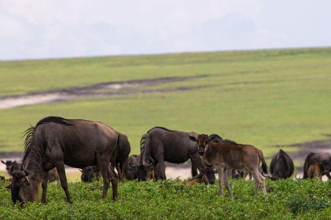 6 Days Tarangire,Serengeti, Ngorongoro & Manyara Mid-range Camping Safari Tour - How this 6-day route keeps your eyes on animals