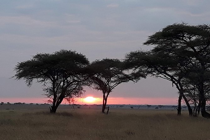 6 Days Tarangire,Serengeti, Ngorongoro & Manyara Mid-range Camping Safari Tour - Your Serengeti days 2 to 4: why repetition helps more than people think